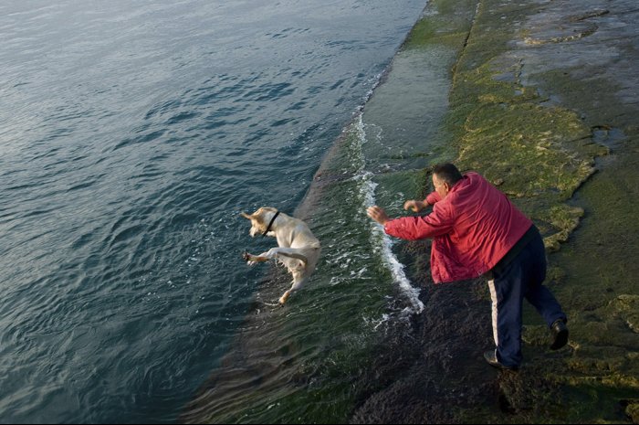 Túnel de lavado canino